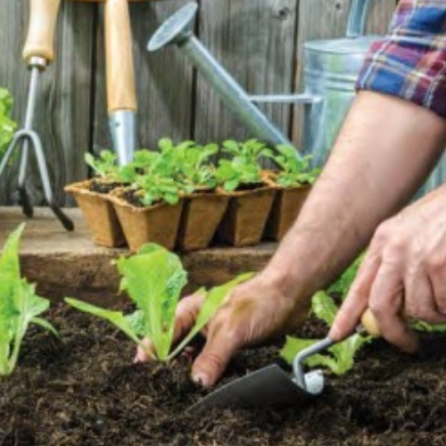 Home garden